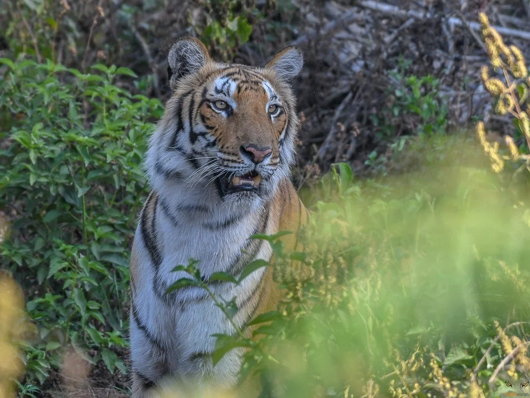 A safari jeep in the landscape of Jim Corbett National Park